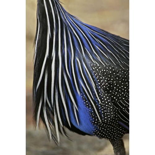 Kenya, Vulturine guinea fowl breast feathers